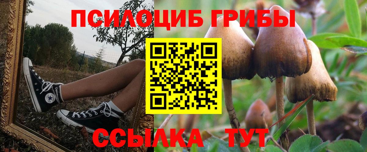 Морозовск  Псилоцибиновые грибы Psilocybe  Вход с VPN 